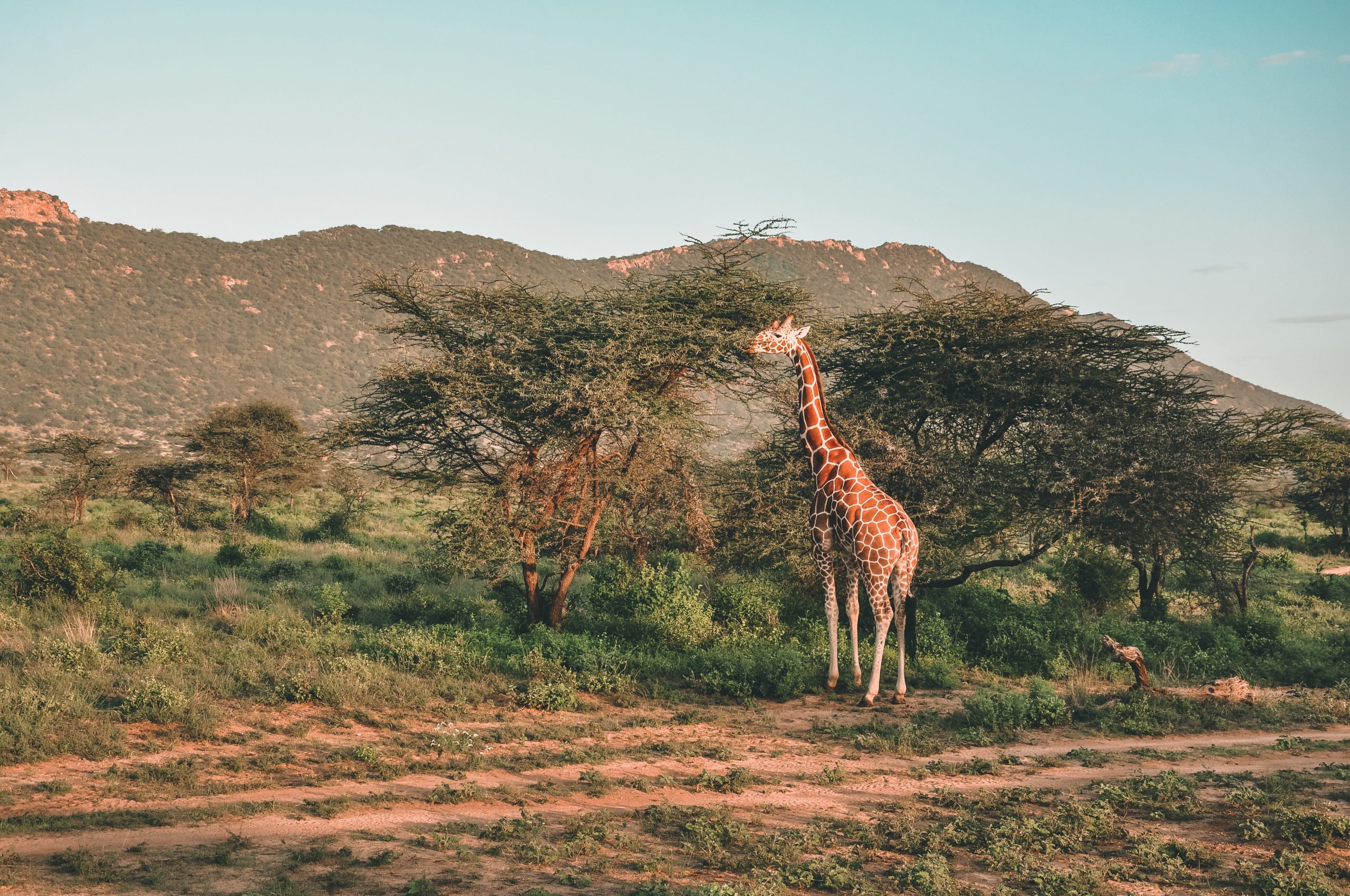 Kenia Safari und baden